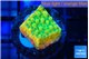 Montipora kungpao sunset phoenix 2-3 cm WYSIWYG acclimaté