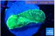 Favia green moon 3-4 cm WYSIWYG acclimaté