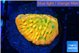 Montipora kaboom 3-4 cm WYSIWYG acclimaté