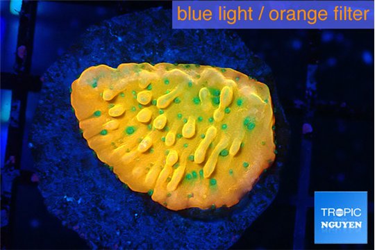 Montipora kaboom 3-4 cm WYSIWYG acclimaté