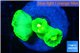 Caulastrea neon green 4 polyps WYSIWYG acclimaté