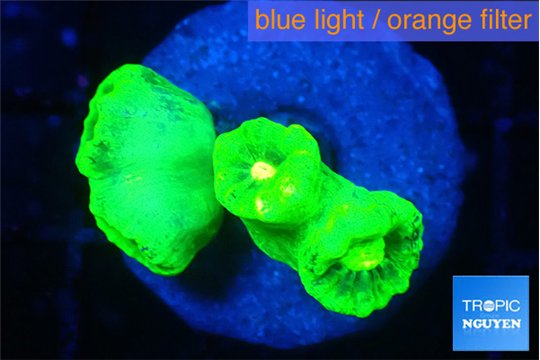 Caulastrea neon green 4 polyps WYSIWYG acclimaté