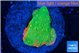 Montipora graphted sunfire 2-3 cm WYSIWYG acclimaté