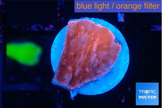 Montipora red cap 1 cm WYSIWYG acclimaté