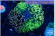Euphyllia paraancora mix color garden premium 8-15 cm WYSIWYG acclimaté