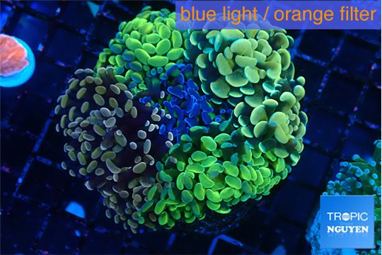 Euphyllia paraancora mix color garden premium 8-15 cm WYSIWYG acclimaté