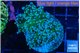 Euphyllia paradivisa green sunset 4-7 cm WYSIWYG acclimaté