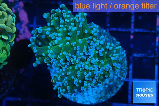 Euphyllia paradivisa green sunset 4-7 cm WYSIWYG acclimaté