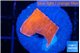 Montipora red cap 2 cm WYSIWYG acclimaté