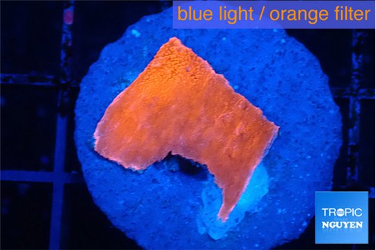 Montipora red cap 2 cm WYSIWYG acclimaté