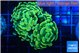 Euphyllia paraancora electro 4-6 cm WYSIWYG acclimaté