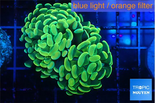 Euphyllia paraancora electro 4-6 cm WYSIWYG acclimaté