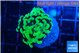 Euphyllia paraancora glow tip 2-4 cm WYSIWYG acclimaté