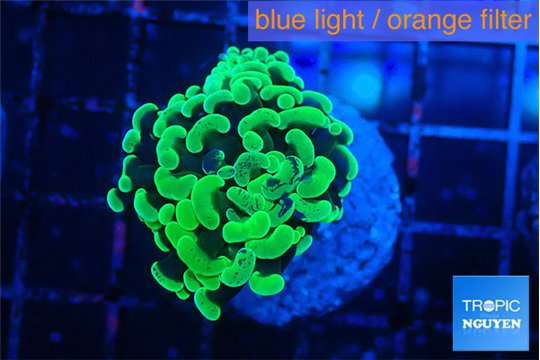 Euphyllia paraancora glow tip 2-4 cm WYSIWYG acclimaté