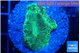 Favia green moon 2-3 cm WYSIWYG acclimaté