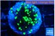 Euphyllia glabrescens high beam 3-5 cm WYSIWYG acclimaté