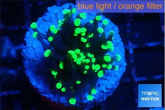 Euphyllia glabrescens high beam 3-5 cm WYSIWYG acclimaté