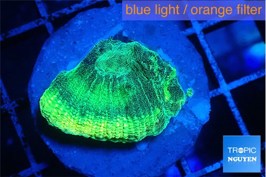 Favia green moon 2-3 cm WYSIWYG acclimaté