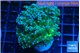 Euphyllia paradivisa green sunset 4-7 cm WYSIWYG acclimaté