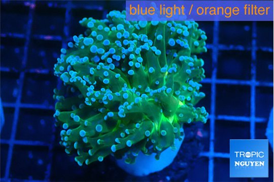 Euphyllia paradivisa green sunset 4-7 cm WYSIWYG acclimaté