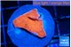 Montipora red cap 2-3 cm WYSIWYG acclimaté