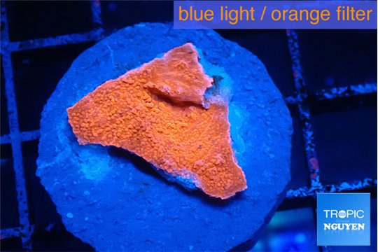 Montipora red cap 2-3 cm WYSIWYG acclimaté