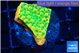 Montipora kungpao sunset phoenix 2-3 cm WYSIWYG acclimaté