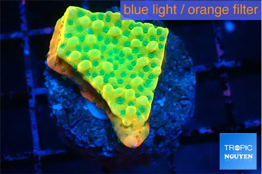 Montipora kungpao sunset phoenix 2-3 cm WYSIWYG acclimaté