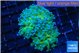 Euphyllia paradivisa green sunset 4-7 cm WYSIWYG acclimaté