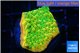 Montipora kungpao sunset phoenix 3-4 cm WYSIWYG acclimaté
