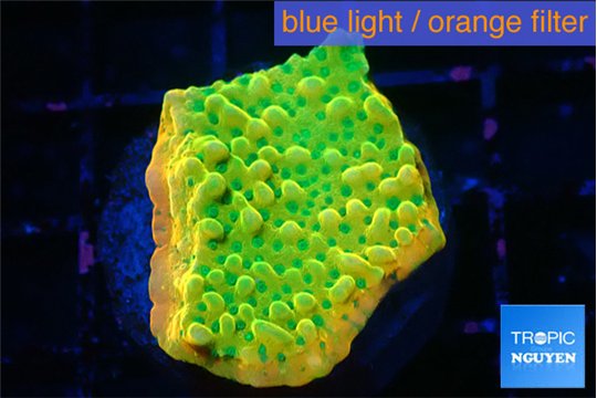 Montipora kungpao sunset phoenix 3-4 cm WYSIWYG acclimaté