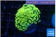 Euphyllia paraancora electro 3-5 cm WYSIWYG acclimaté