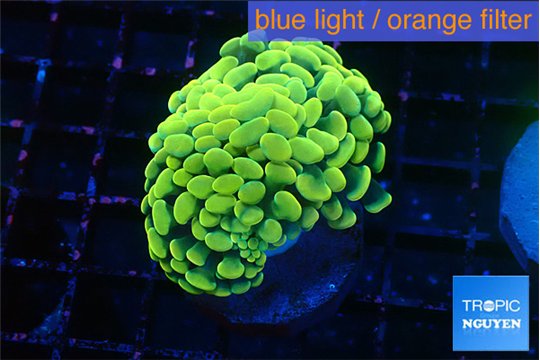 Euphyllia paraancora electro 3-5 cm WYSIWYG acclimaté