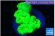 Caulastrea neon green 4-5 polyps WYSIWYG acclimaté