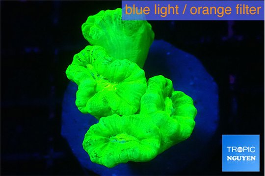 Caulastrea neon green 4-5 polyps WYSIWYG acclimaté