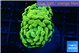 Euphyllia paraancora electro 3-5 cm WYSIWYG acclimaté
