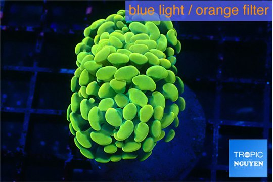 Euphyllia paraancora electro 3-5 cm WYSIWYG acclimaté