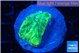 Favia green moon 2-3 cm WYSIWYG acclimaté