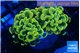 Euphyllia paraancora electro 3-5 cm WYSIWYG acclimaté