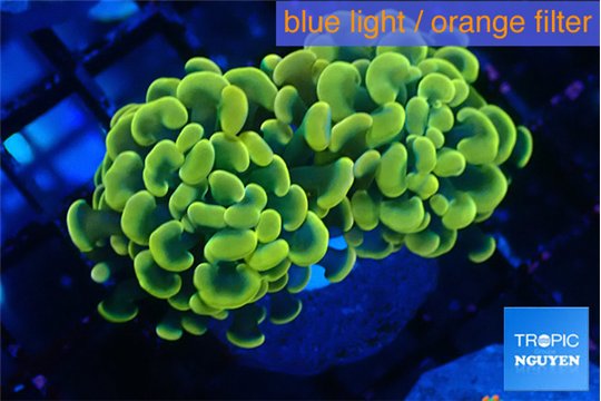 Euphyllia paraancora electro 3-5 cm WYSIWYG acclimaté