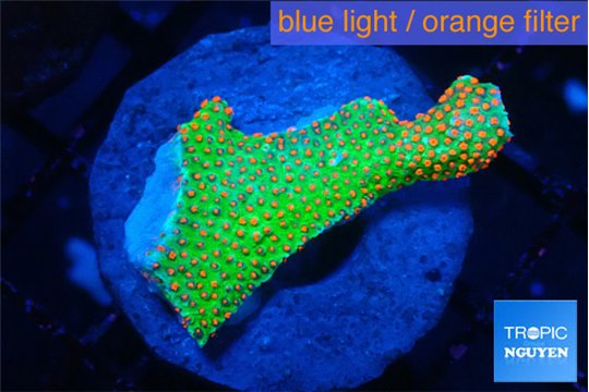 Montipora red fire forest 3-4 cm WYSIWYG acclimaté