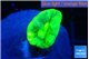 Caulastrea neon green 1 polyp WYSIWYG acclimaté