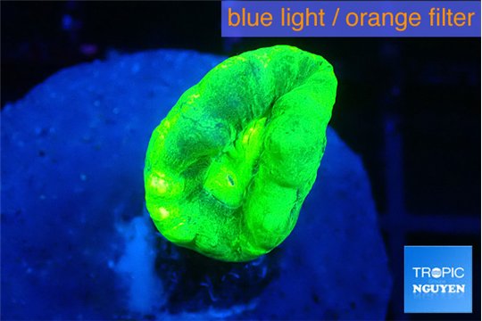Caulastrea neon green 1 polyp WYSIWYG acclimaté