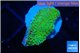 Montipora red fire forest 1-2 cm WYSIWYG acclimaté