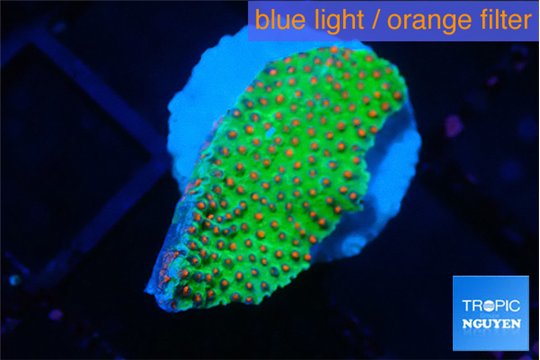 Montipora red fire forest 1-2 cm WYSIWYG acclimaté