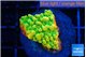 Montipora kungpao sunset phoenix 2-3 cm WYSIWYG acclimaté