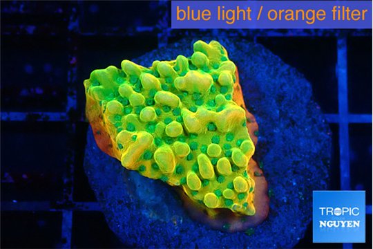 Montipora kungpao sunset phoenix 2-3 cm WYSIWYG acclimaté