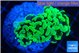 Euphyllia paraancora glow tip 3-4 cm WYSIWYG acclimaté