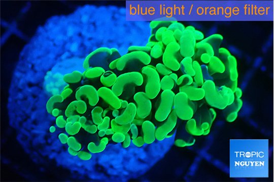 Euphyllia paraancora glow tip 3-4 cm WYSIWYG acclimaté