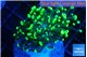 Euphyllia paraancora glow tip 3-4 cm WYSIWYG acclimaté